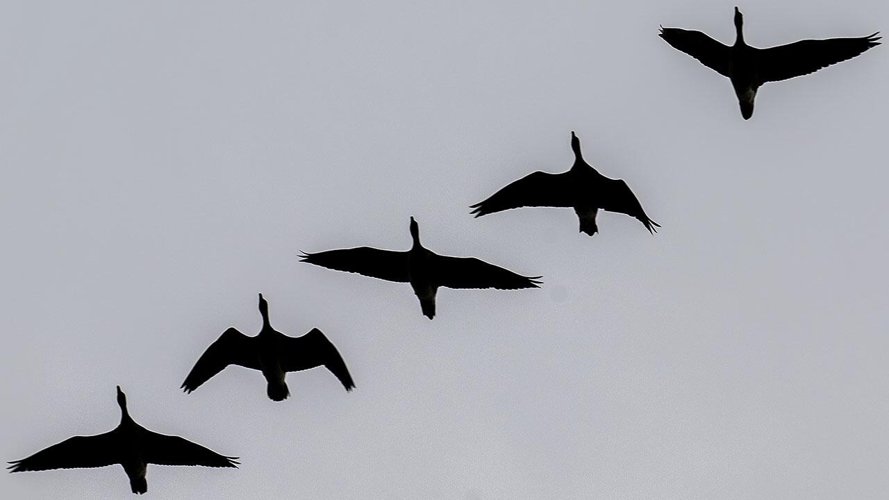 Studie: Wildgänse lange gestresst von Silvesternacht