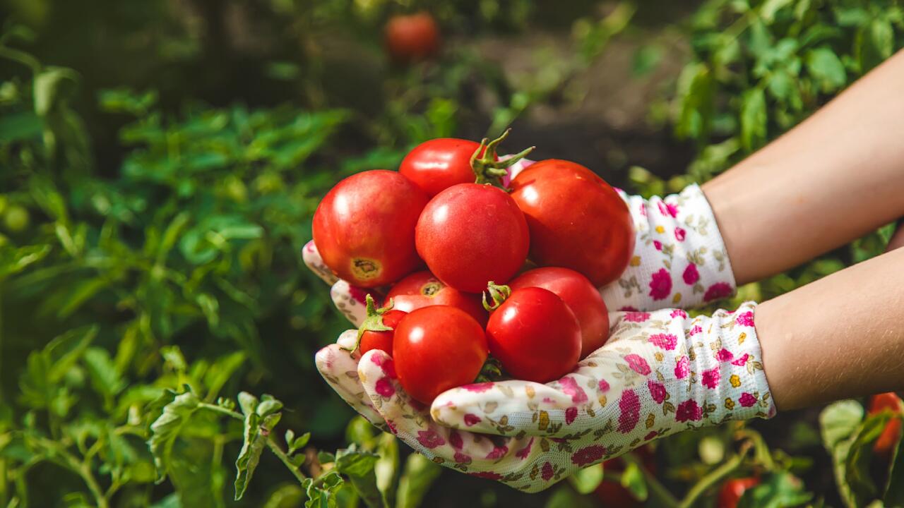 Tomaten anbauen: Experten-Tipps für gesunde Tomatenpflanzen Tomaten anbauen: Experten-Tipps für gesunde Tomatenpflanzen