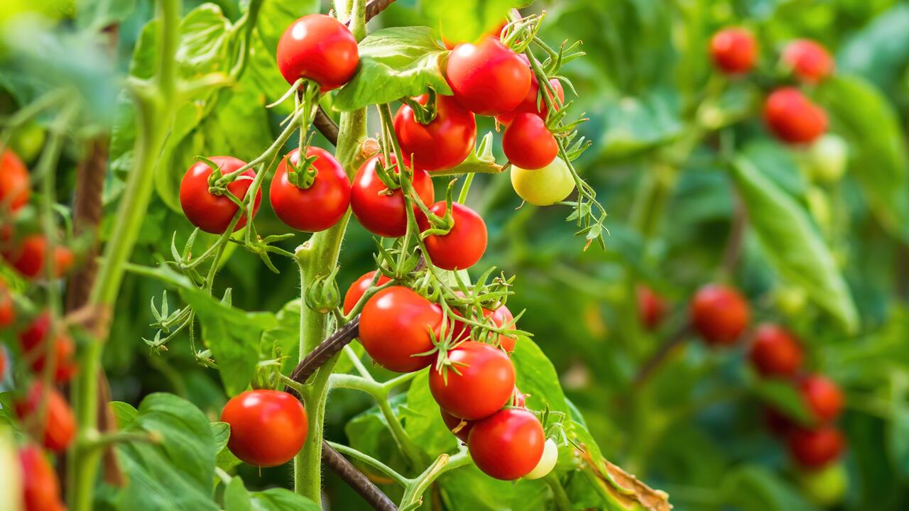 Tomaten im Garten: Darum sollten Sie Tomatenblüten jetzt entfernen