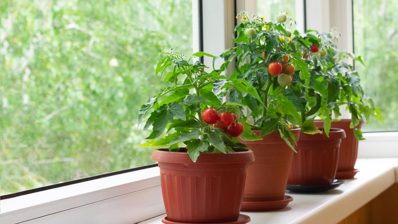 Tomaten überwintern: Sinnvoll oder nicht?