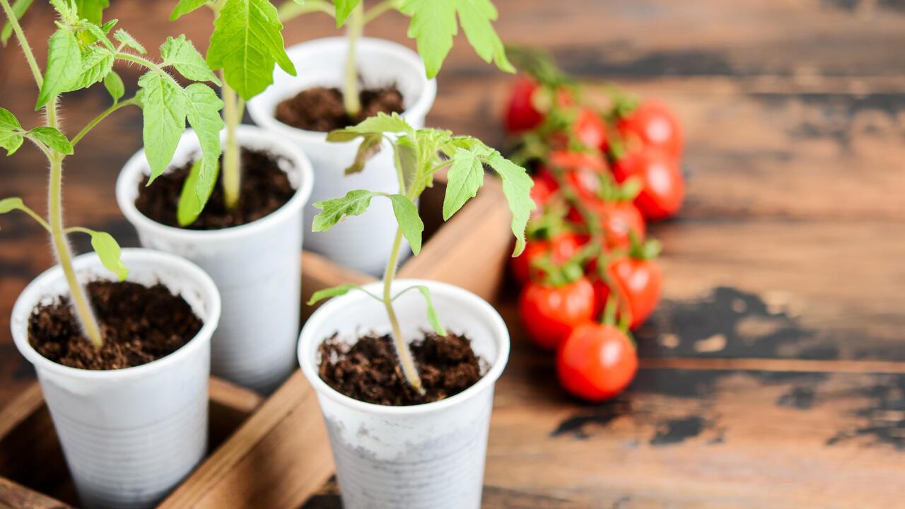 Tomaten vorziehen: Der richtige Zeitpunkt ist wichtig