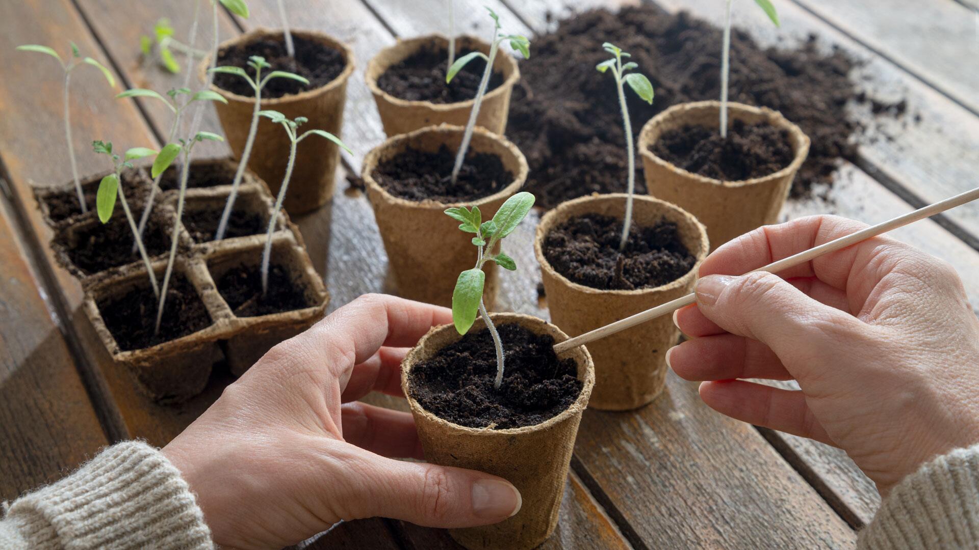 Tomaten vorziehen: Was jetzt zu tun ist, damit Sie eine üppige Ernte erwartet