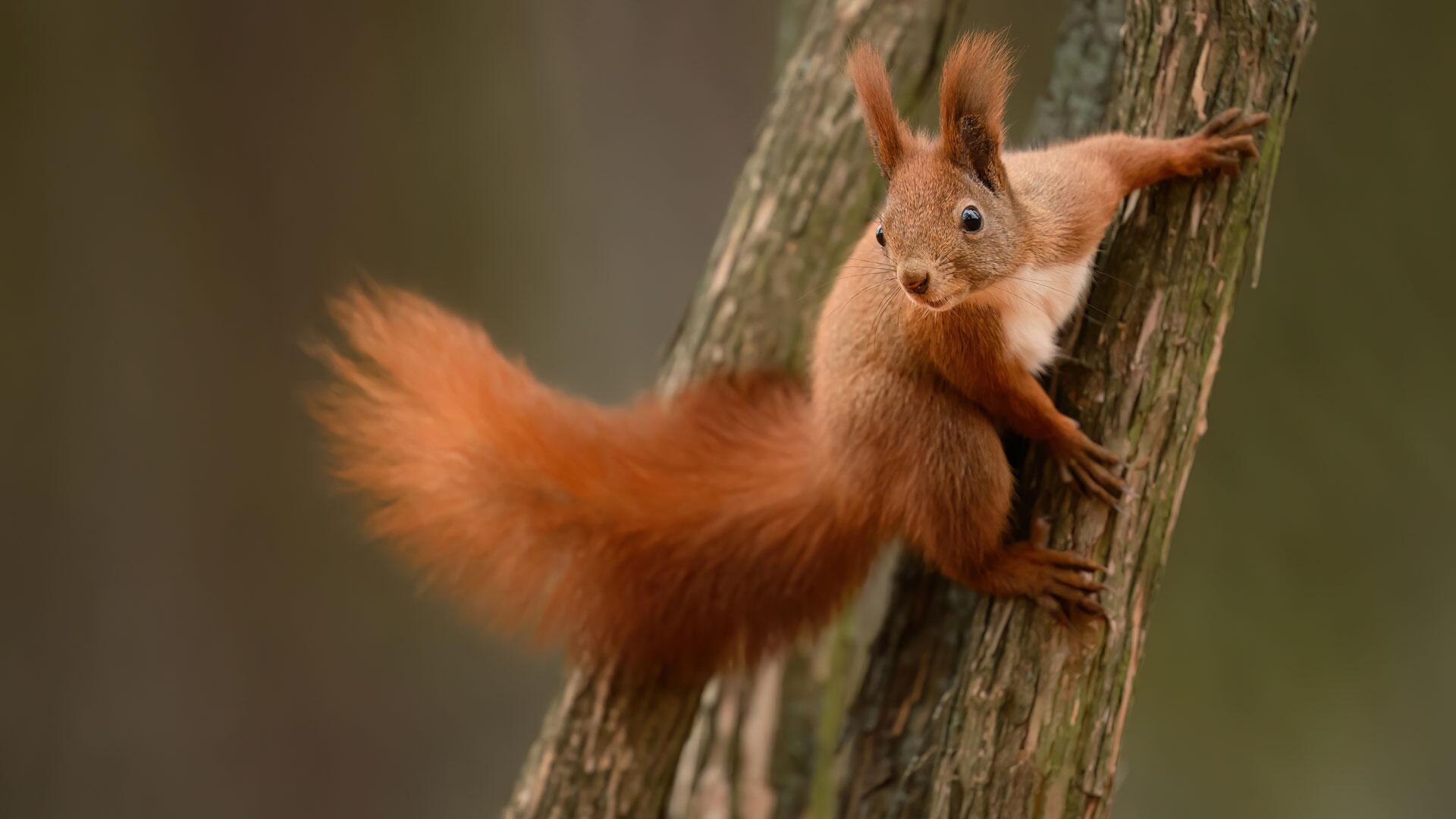 Wenn Eichhörnchen vom Ast fallen: Eichhörnchen leiden unter Trockenheit Wenn Eichhörnchen vom Ast fallen: Eichhörnchen leiden unter Trockenheit