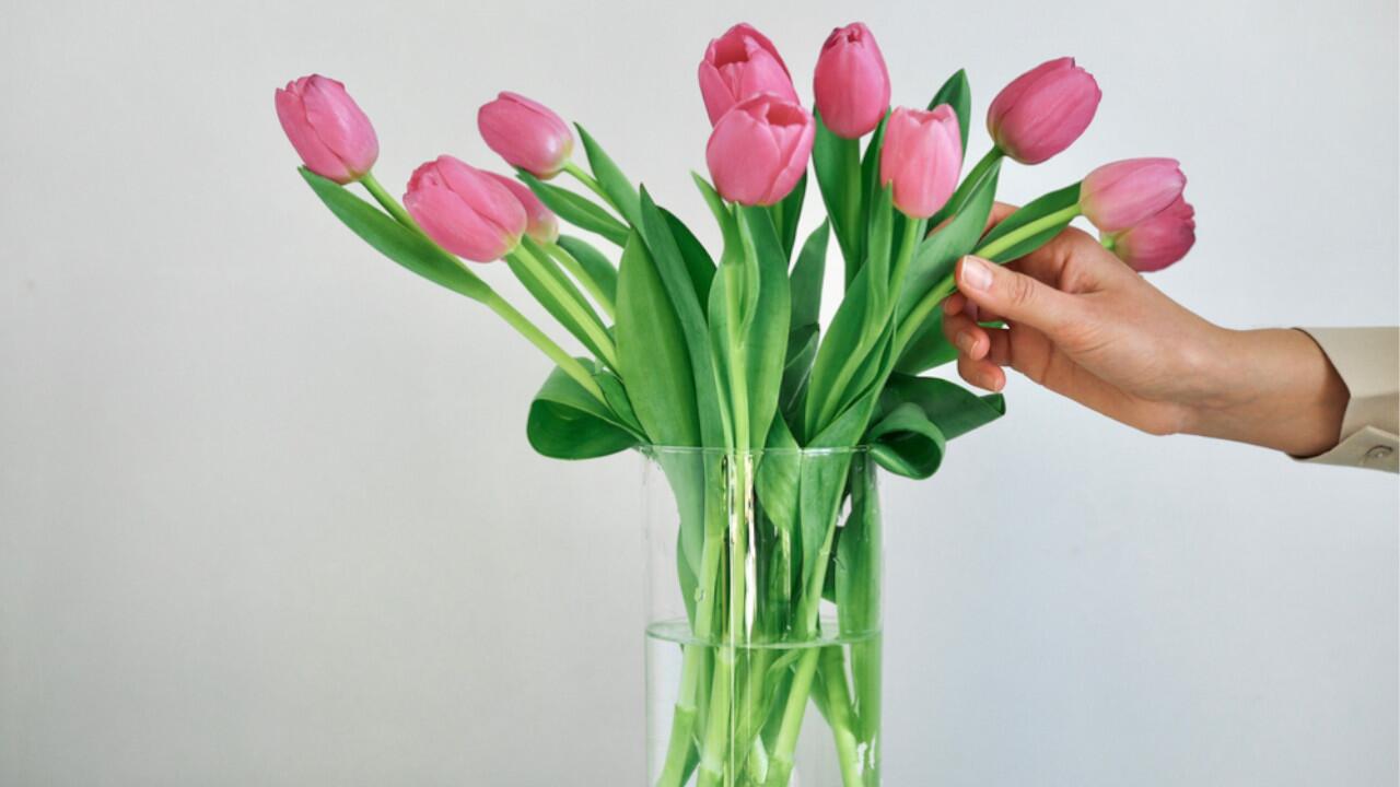 Tulpen sehen schön aus, können für Kinder und Haustiere aber gefährlich werden.