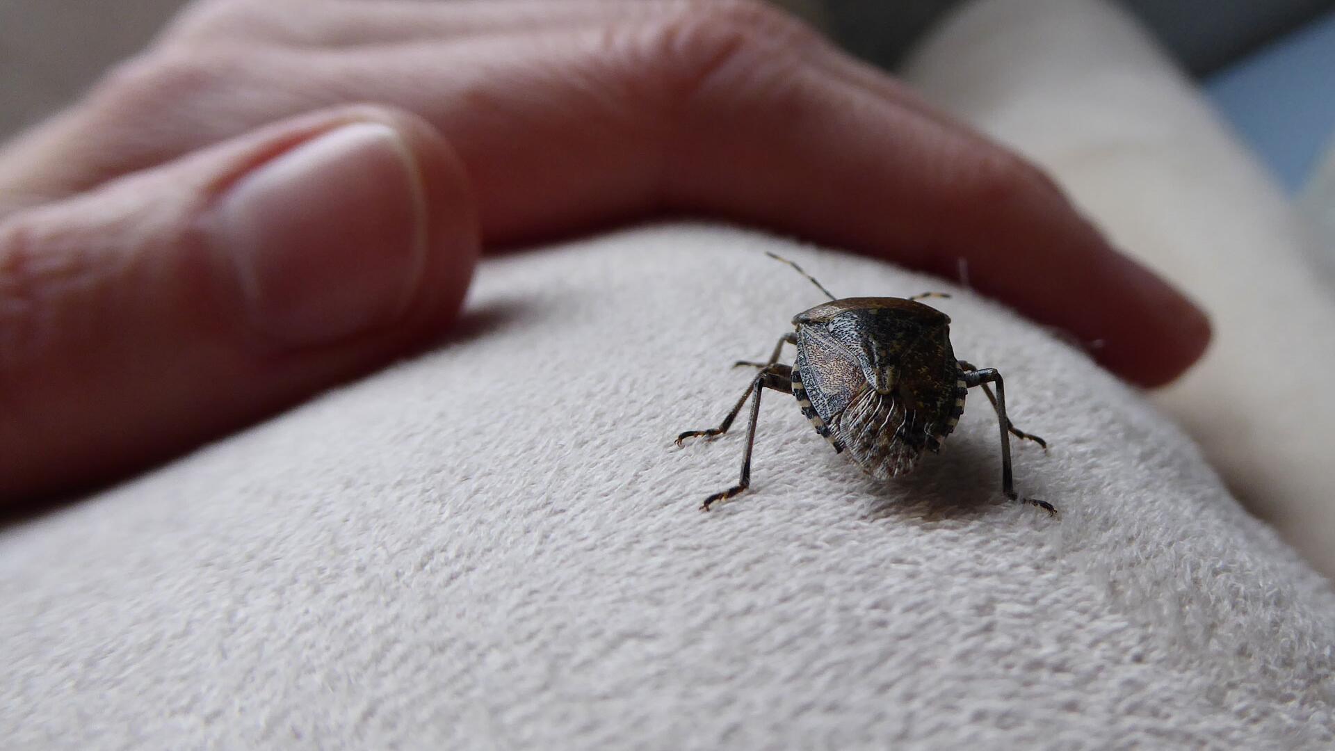 Stinkwanzen, Waldschaben, Spinnen & Co.: Wie Sie ungebetene Gäste wieder loswerden Stinkwanzen, Waldschaben, Spinnen & Co.: Wie Sie ungebetene Gäste wieder loswerden