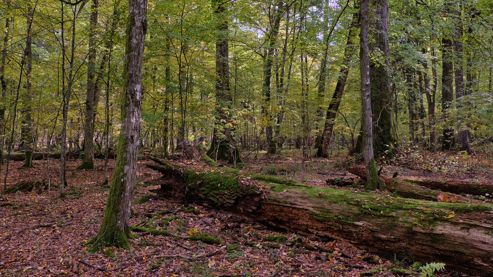Studie: Waldboden mit Mikroplastik aus der Luft belastet Studie: Waldboden mit Mikroplastik aus der Luft belastet