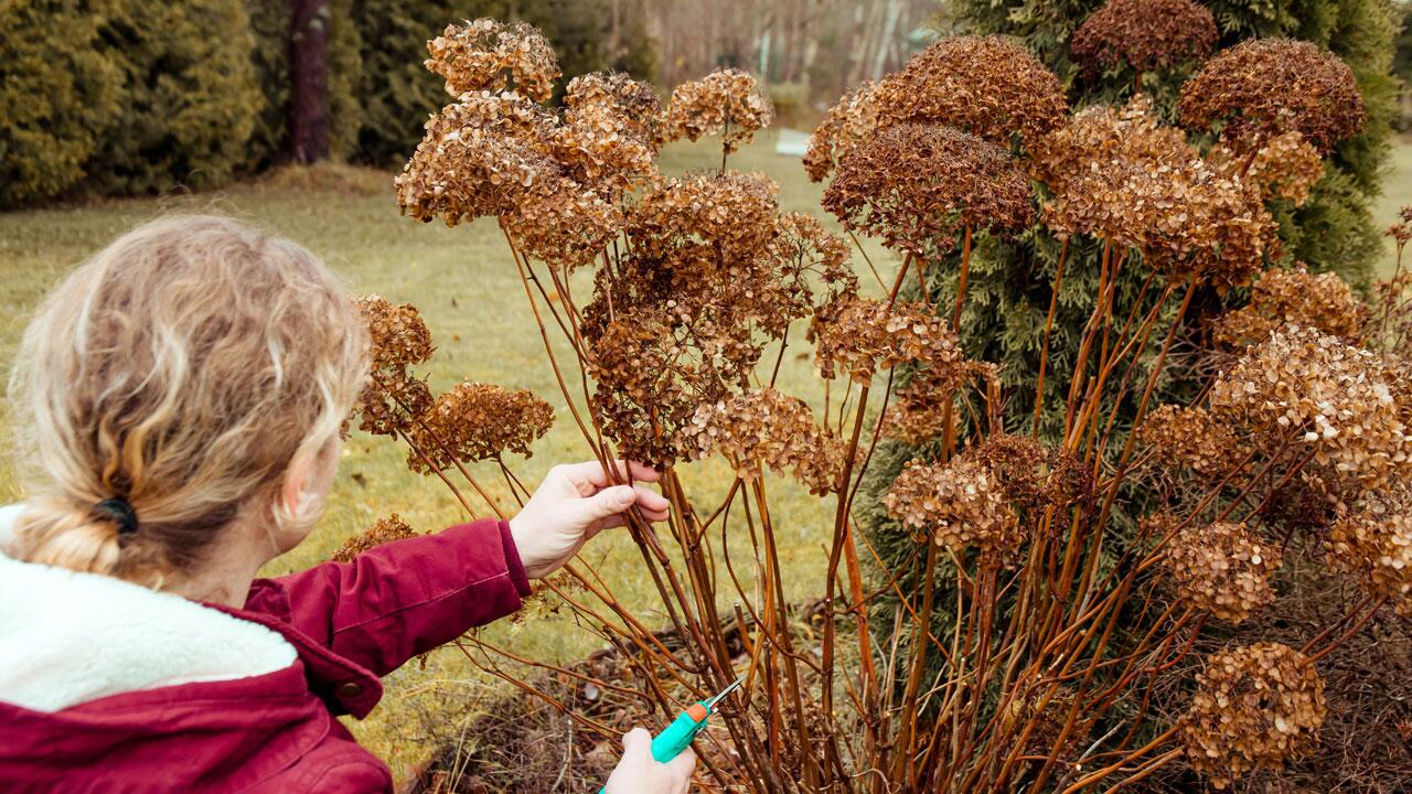 Verblühte Hortensien nicht direkt schneiden