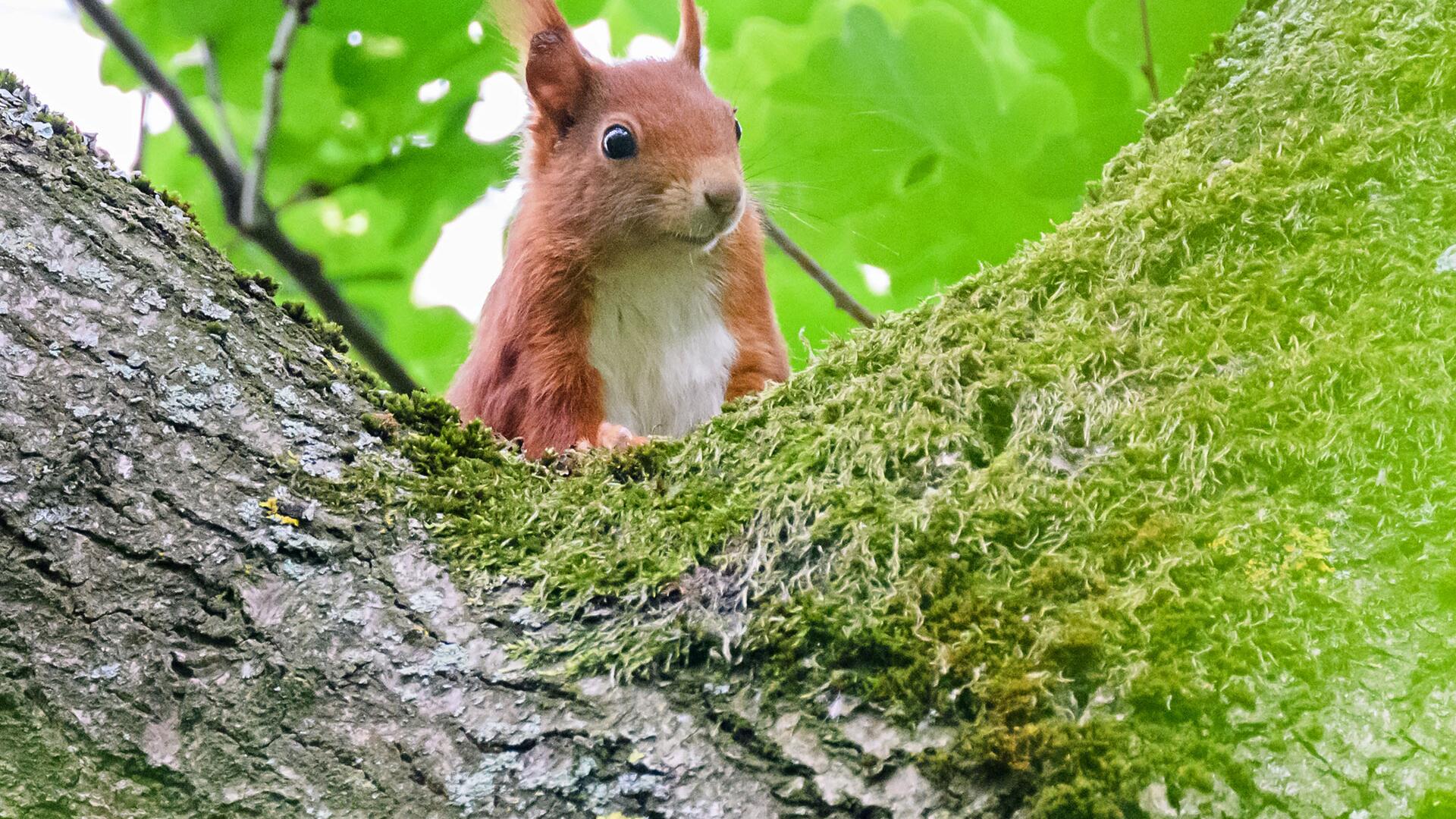 Verliebte Eichhörnchen – Nabu bittet um Rücksicht