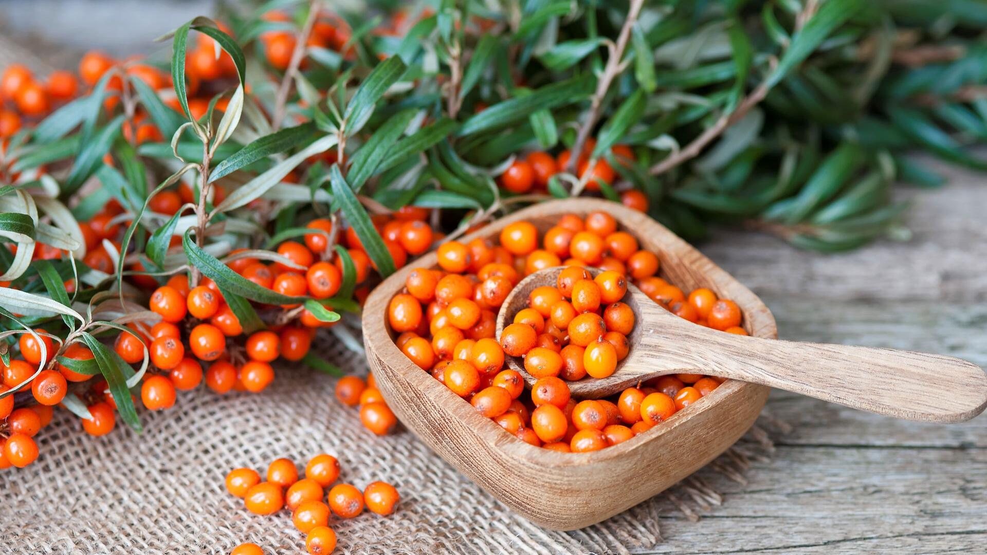 Vitamin-C-Wunder Sanddorn: Diese einfache Methode macht das Pflücken überflüssig Vitamin-C-Wunder Sanddorn: Diese einfache Methode macht das Pflücken überflüssig
