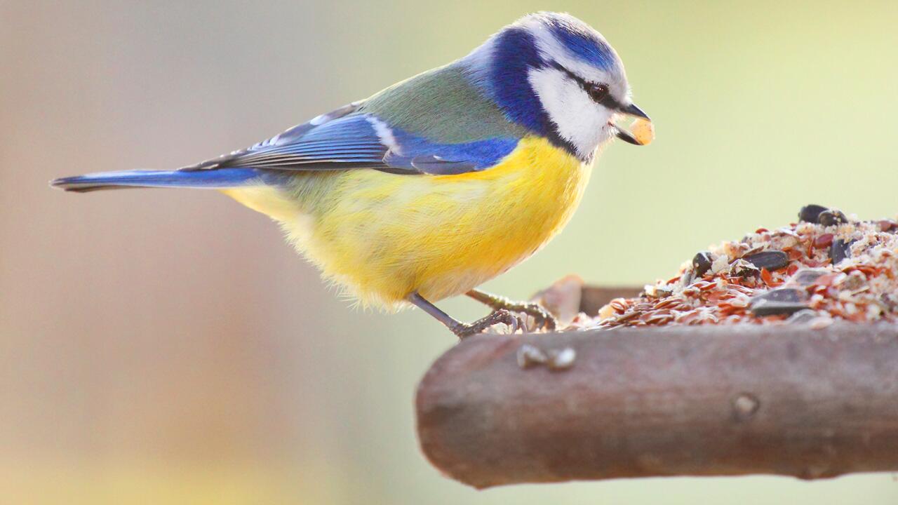 Vögel füttern im Herbst: Schon vor dem ersten Schnee beginnen