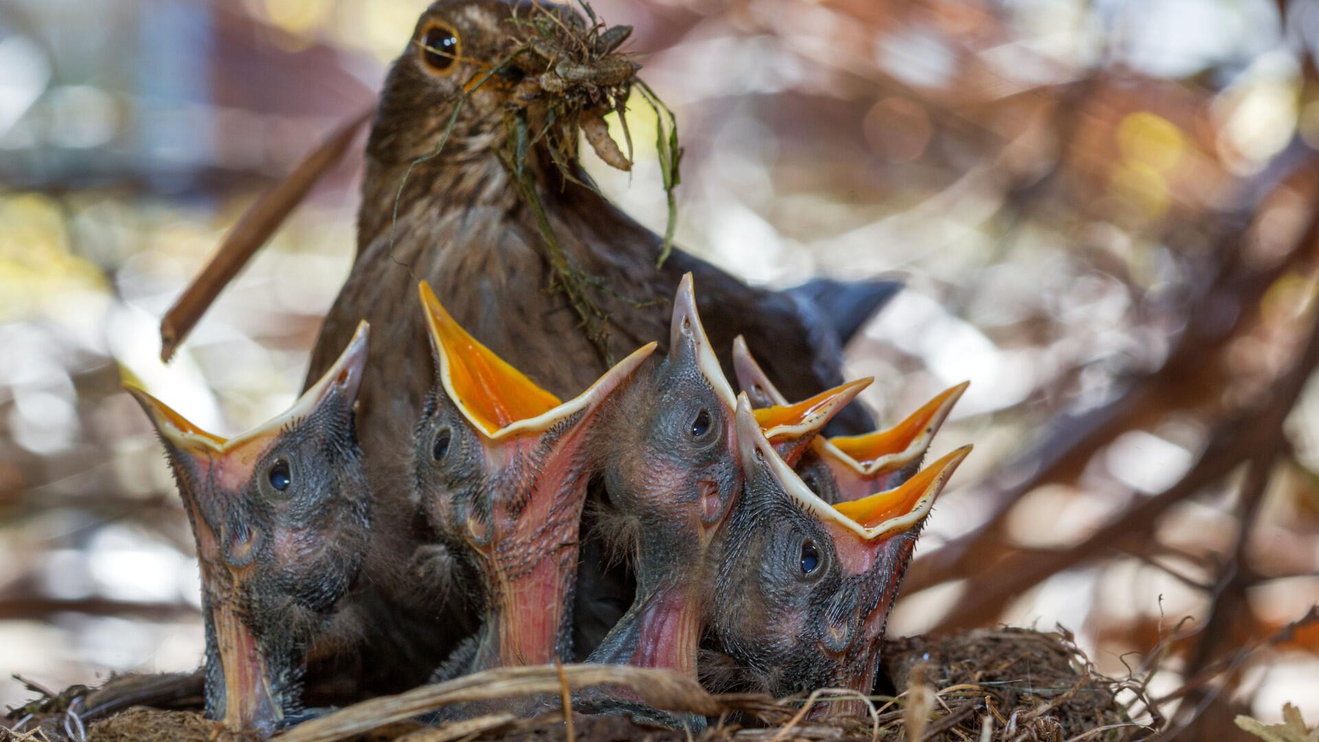 Vögel im Sommer füttern: Warum das für Vogelküken gefährlich werden kann Vögel im Sommer füttern: Warum das für Vogelküken gefährlich werden kann