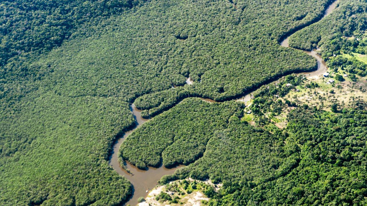 Waldschäden verändern CO₂-Bilanz von Teilen des Amazonas-Regenwaldes