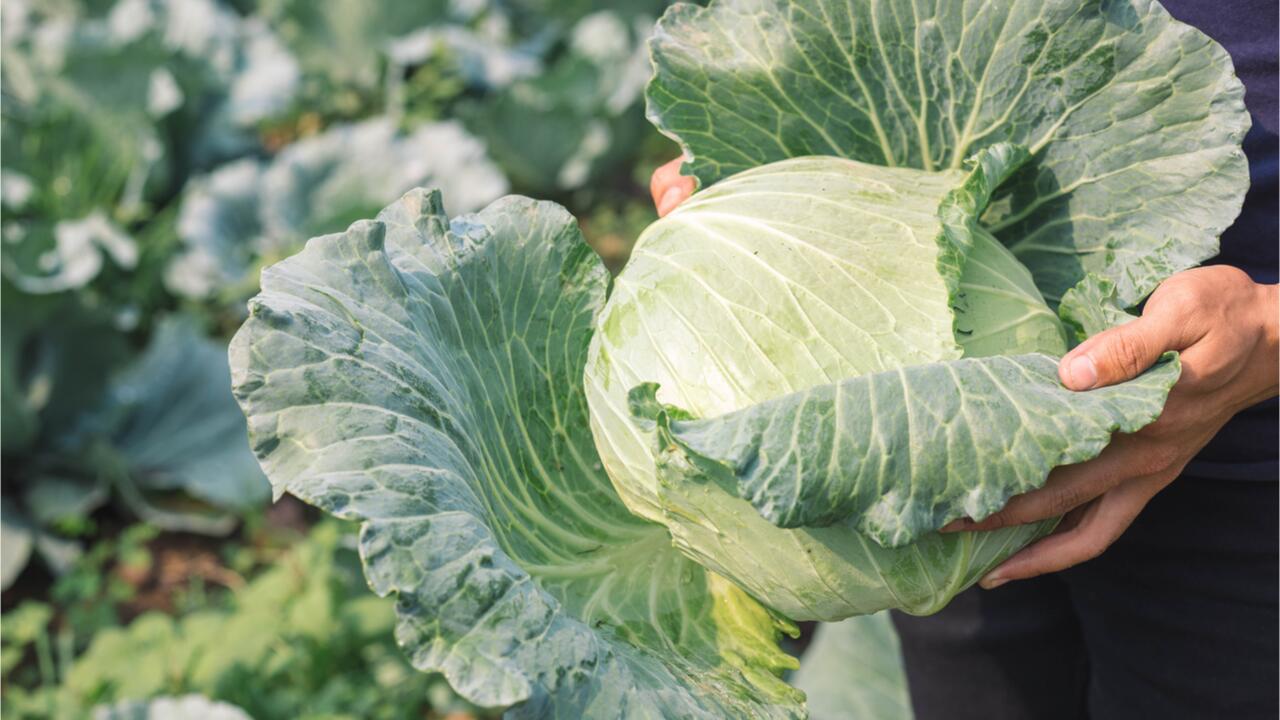 Kohl anbauen leicht gemacht: So gelingt die Ernte von Grünkohl, Rotkohl & Co. Kohl anbauen leicht gemacht: So gelingt die Ernte von Grünkohl, Rotkohl & Co.