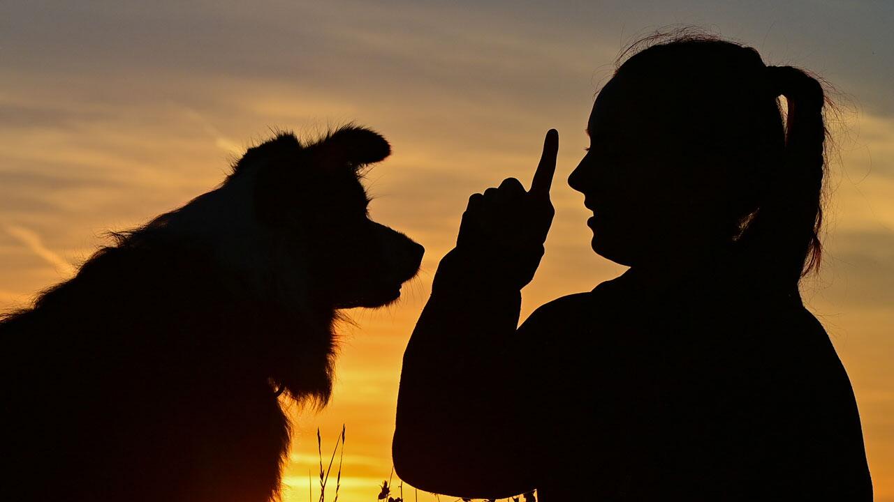 Warum Sie mit Ihrem Hund langsam sprechen sollten