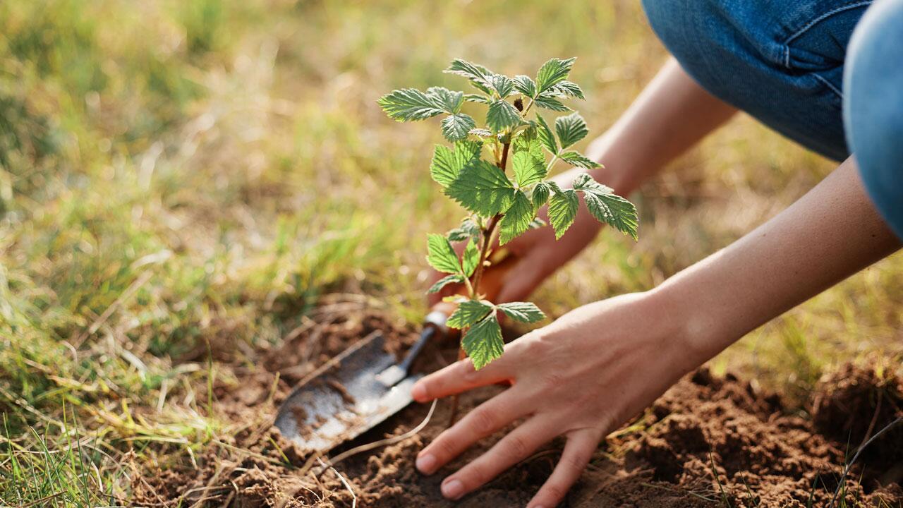 Warum der Herbst die ideale Zeit zum Pflanzen ist