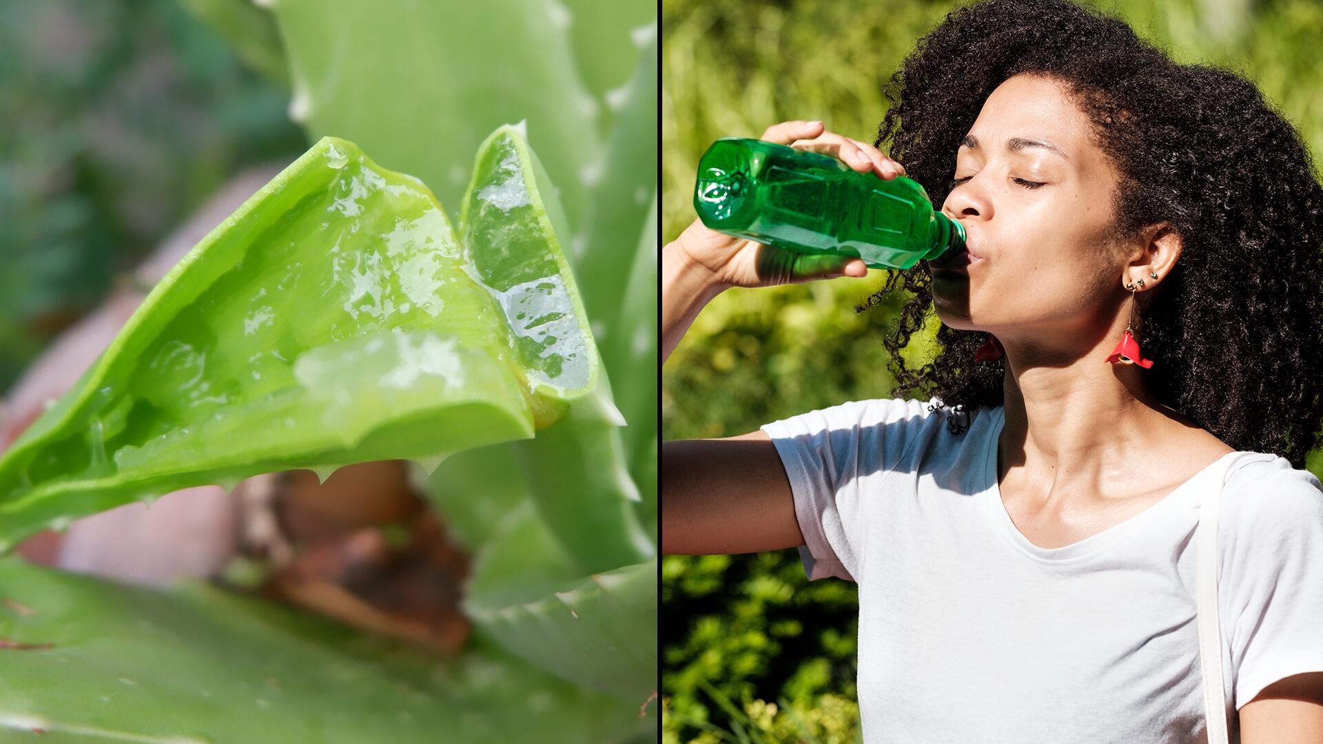 Aloe-vera-Saft: Was soll er im Körper bewirken? Aloe-vera-Saft: Was soll er im Körper bewirken?
