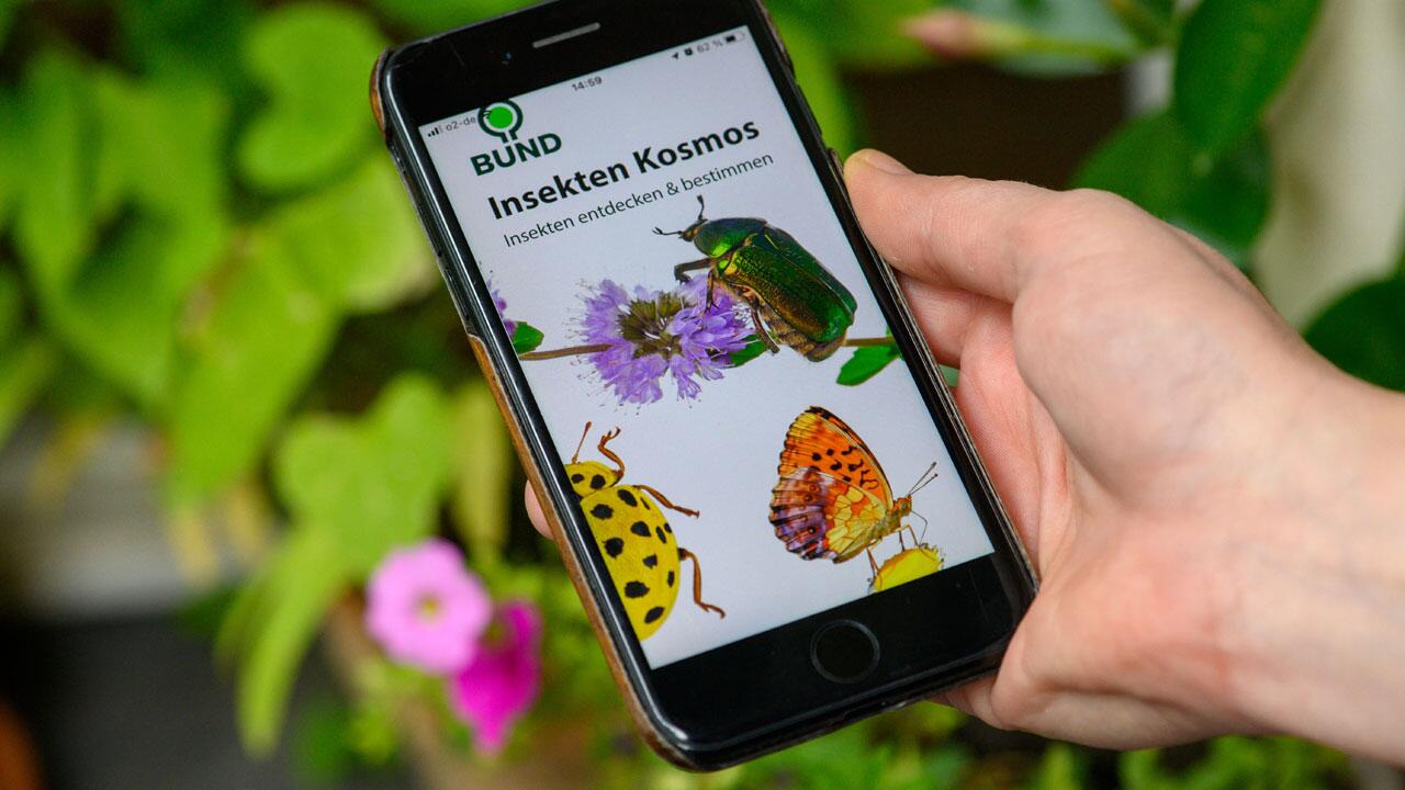 Was flattert da? App hilft beim Erkennen heimischer Insekten