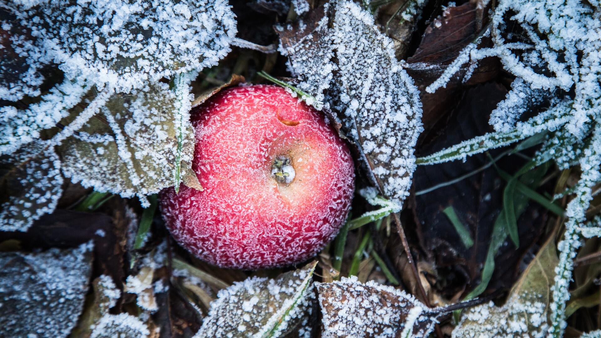 Diese 4 Dinge sollten Sie über den Winter im Garten lassen Diese 4 Dinge sollten Sie über den Winter im Garten lassen