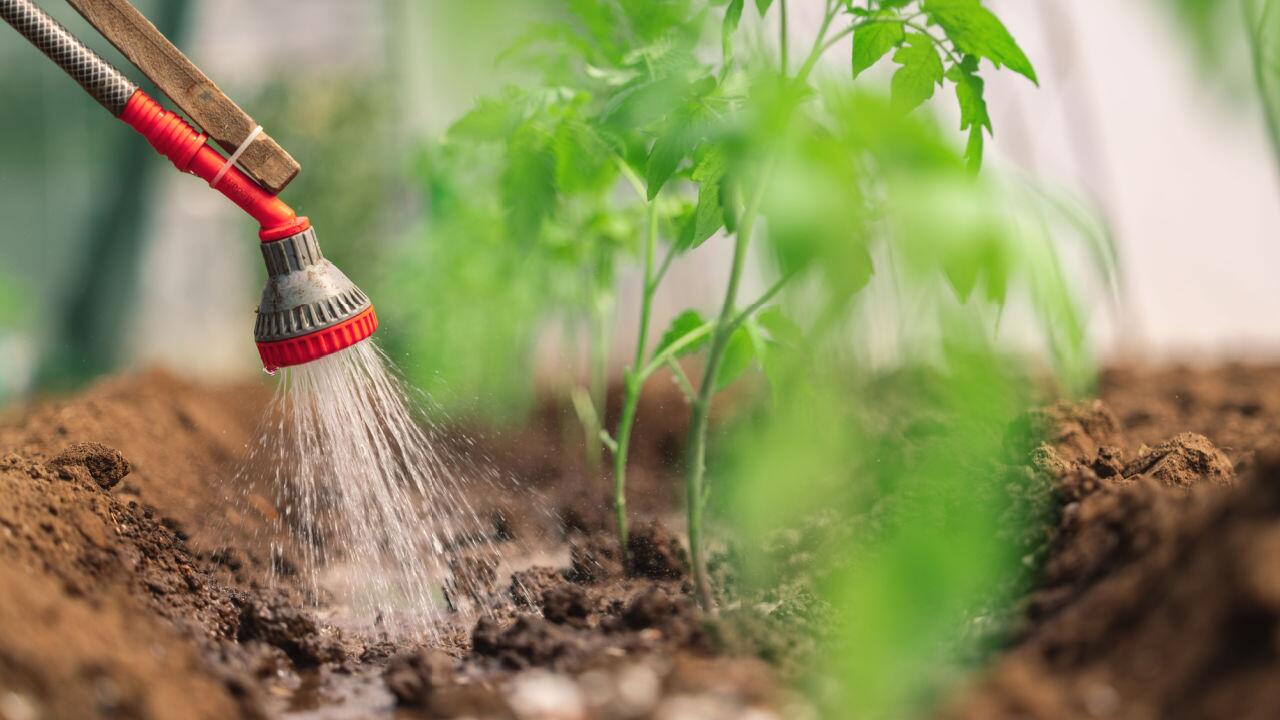 Wasser sparen im Garten: 13 Tipps und Ideen