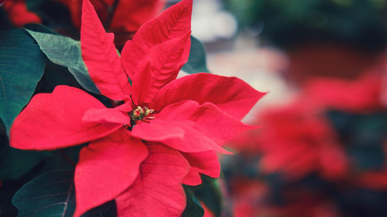 Weihnachtsstern pflegen – so blüht der Weihnachtsstern möglichst lange