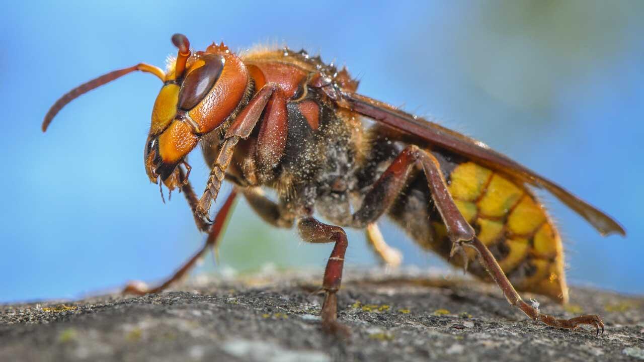 Wespen und Hornissen stechen gerade besonders gern: Was Sie beachten sollten