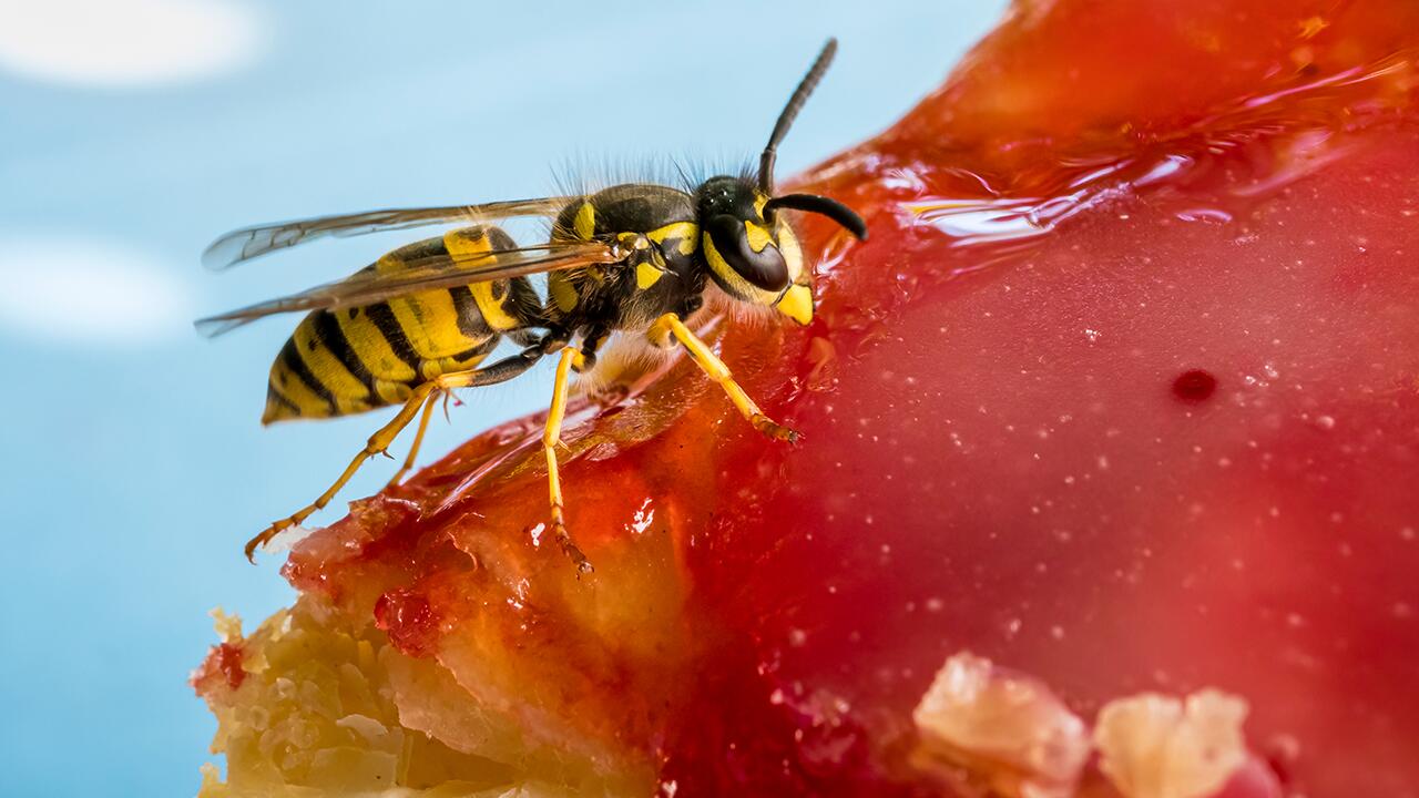 Wespen vertreiben: Diese Tricks halten lästige Wespen fern – ohne ihnen zu schaden