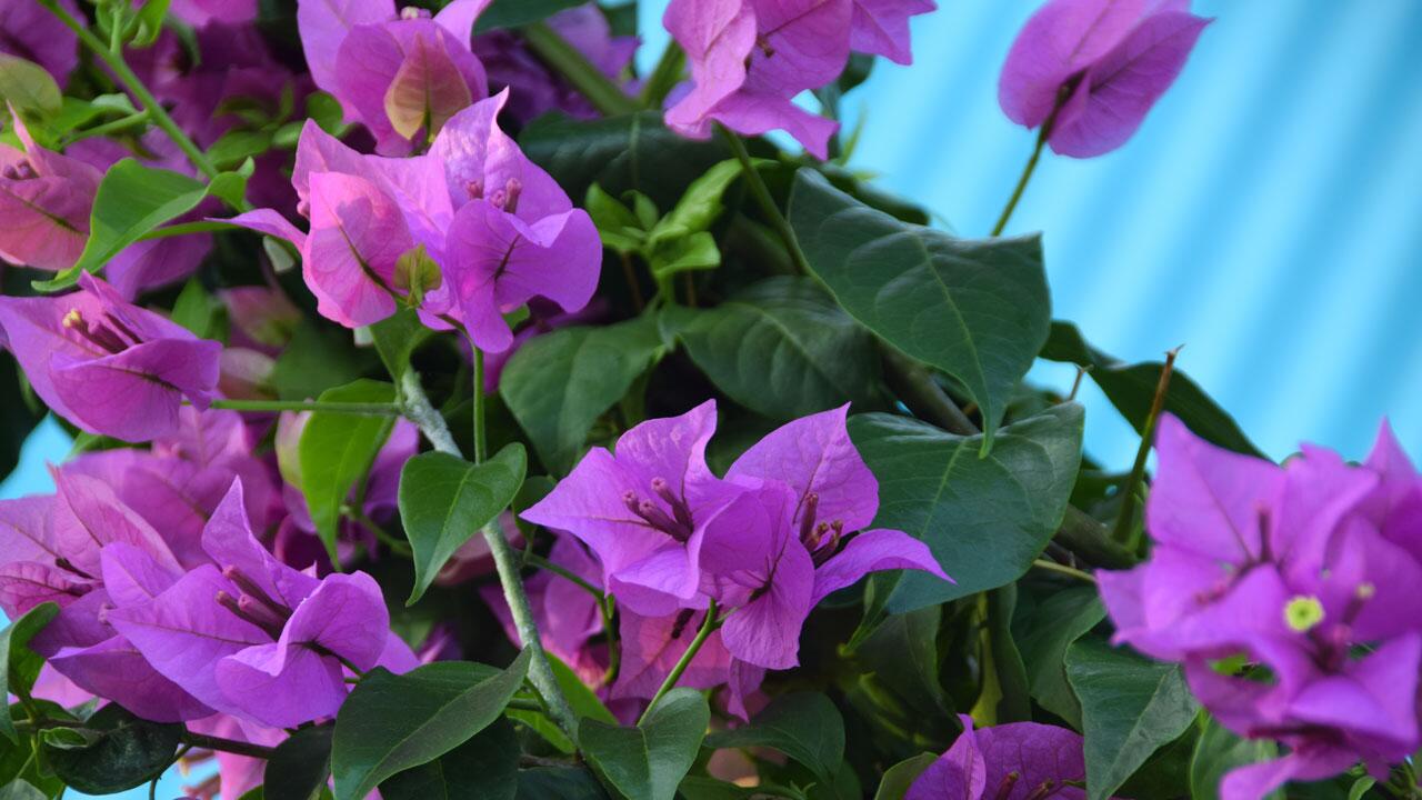 Bougainvillea richtig überwintern – und Blütenpracht erhalten