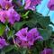 Bougainvillea richtig überwintern – so geht's Bougainvillea richtig überwintern – so geht's