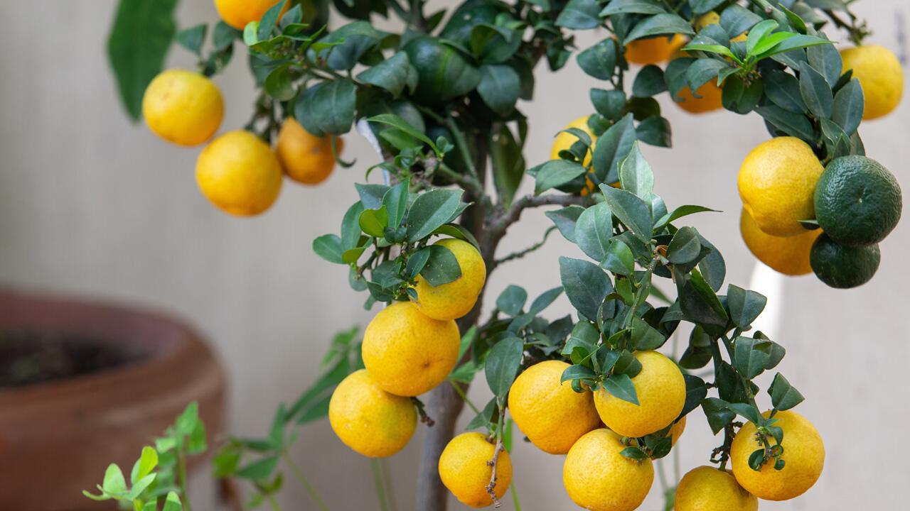 Zitronenbaum verliert Blätter: So helfen Sie der Limone durch die kalte Jahreszeit