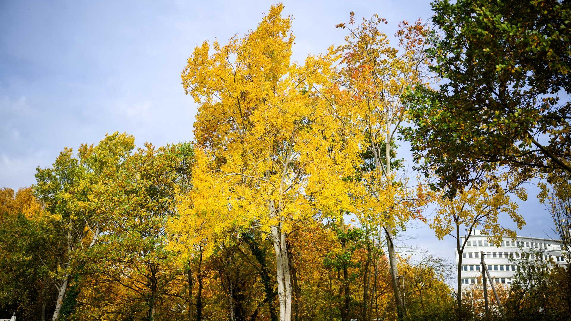 Zitterpappel wird Baum des Jahres 2026: Lebensretterin im Wald Zitterpappel wird Baum des Jahres 2026: Lebensretterin im Wald