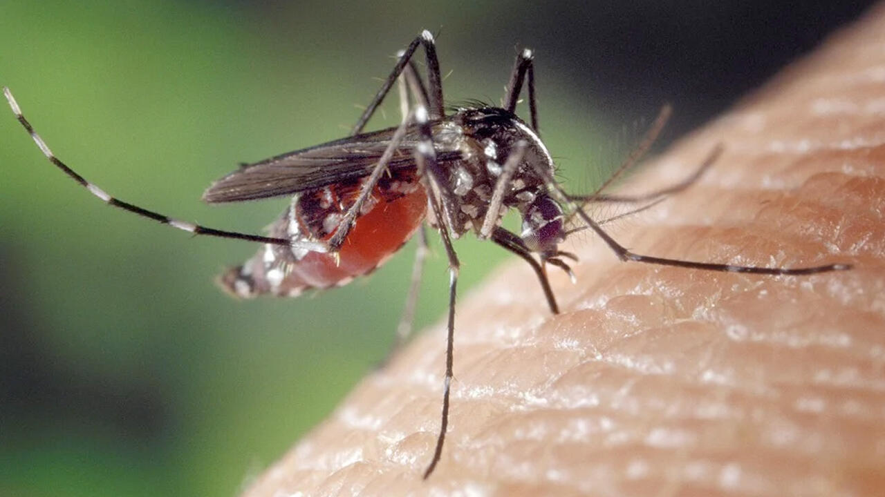 Mückenstecker: Was taugen Ultraschallpiepser, Verdampfer