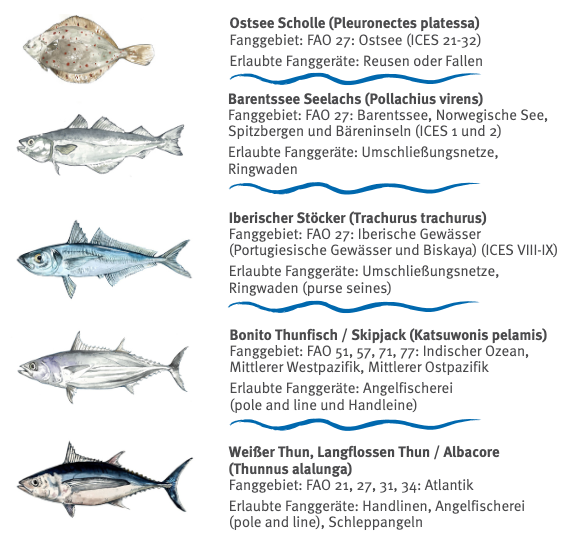Diese Arten stehen auf der "Guter Fisch"-Liste …