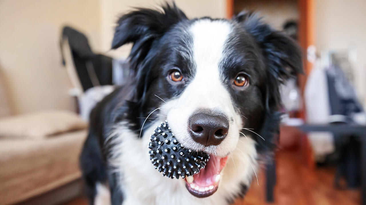 Ob Ball oder Beißring: Hunde lieben es, Hundespielzeug zu apportieren und darauf herumzukauen.
