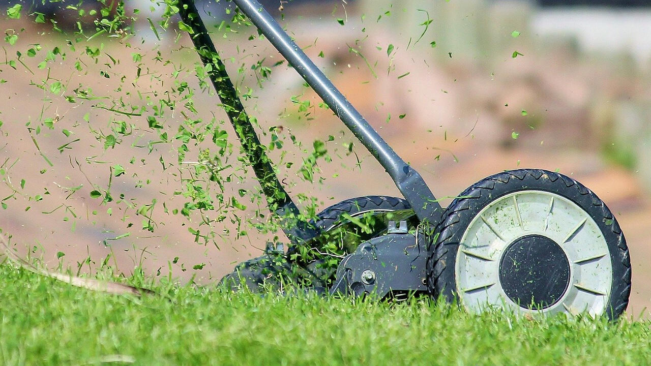 Der richtige Zeitpunkt für den ersten Schnitt: Wenn die Halme acht Zentimeter lang sind.