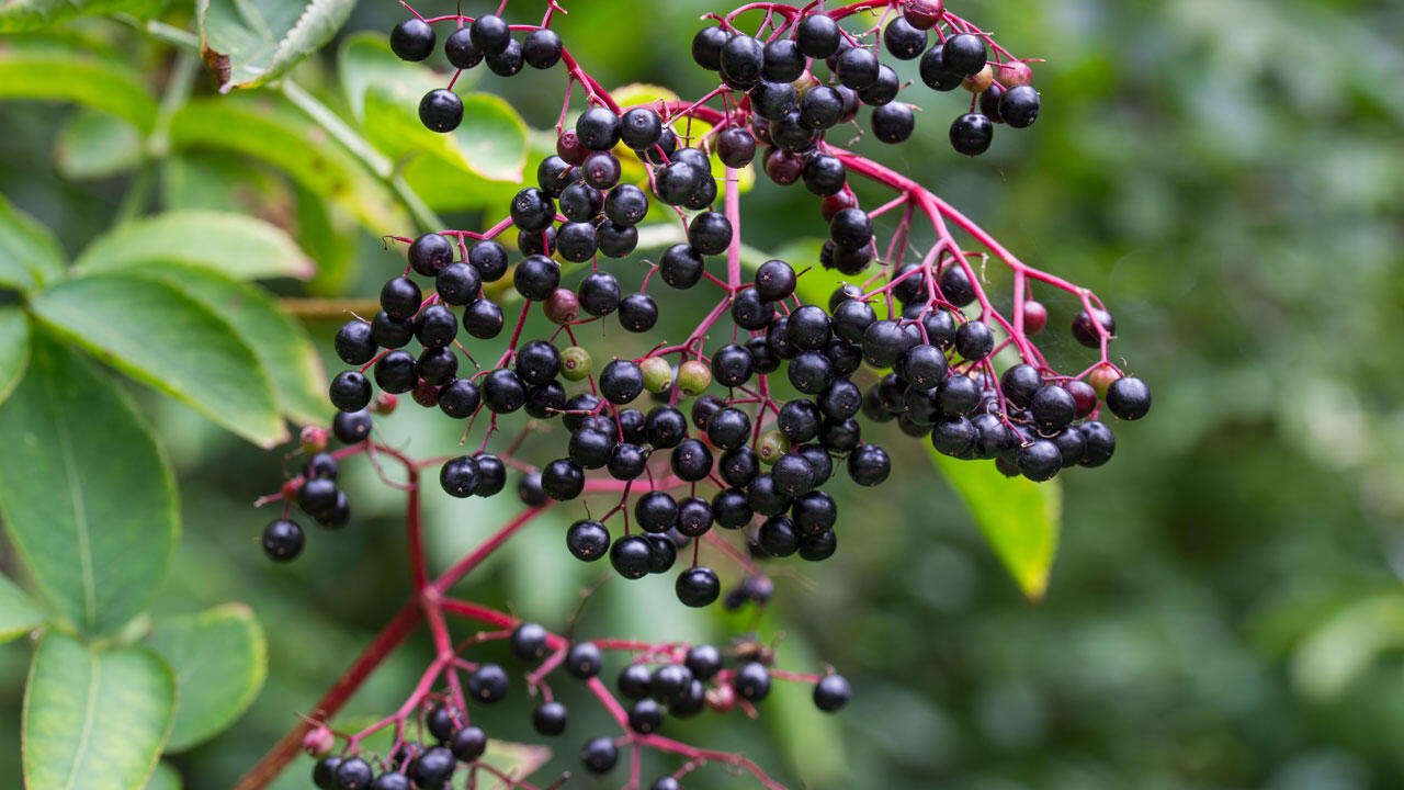 Da die Beeren des Schwarzen Holunders im reifen Zustand schwach giftig sind, dürfen sie nicht roh verzehrt werden.