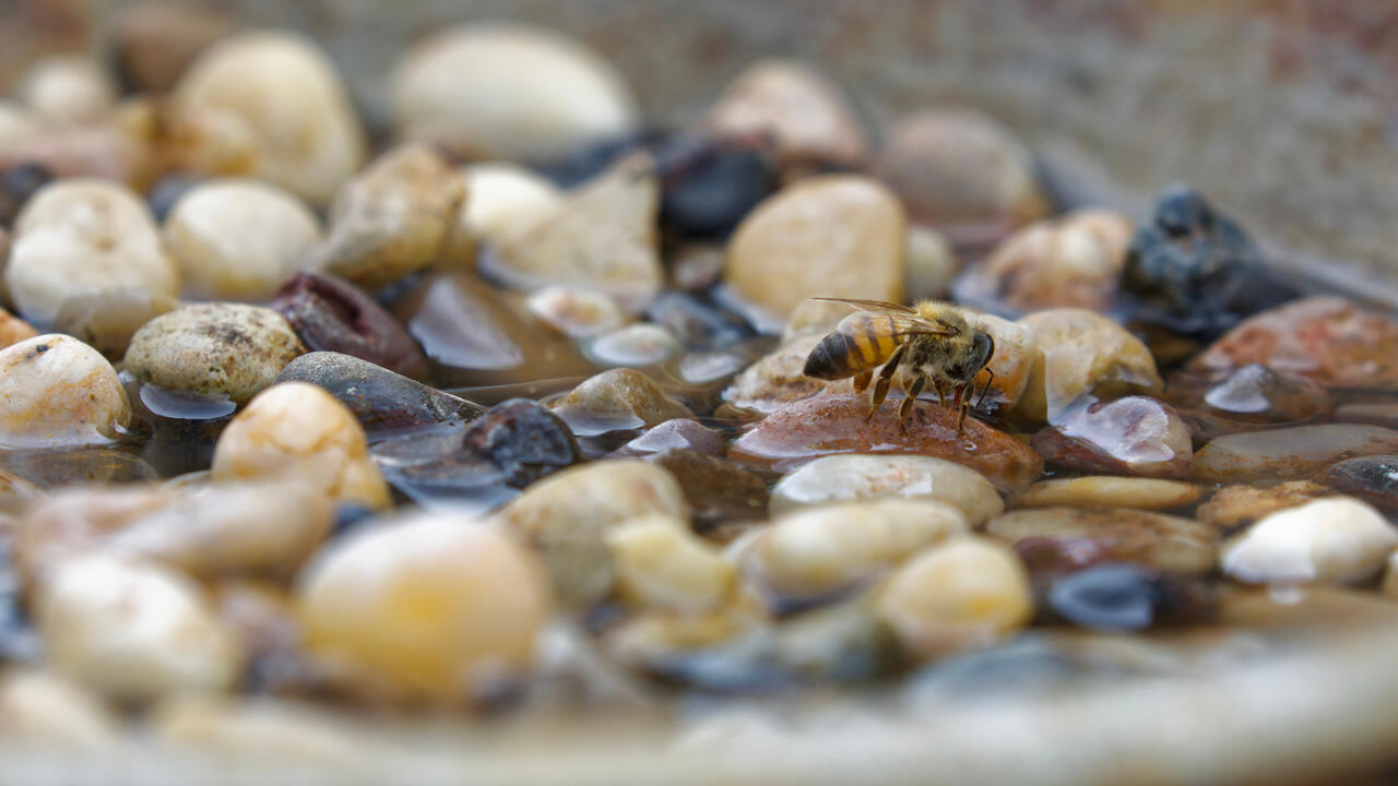 Wassertränke für Insekten: Damit helfen Sie Bienen, Hummeln und Käfern