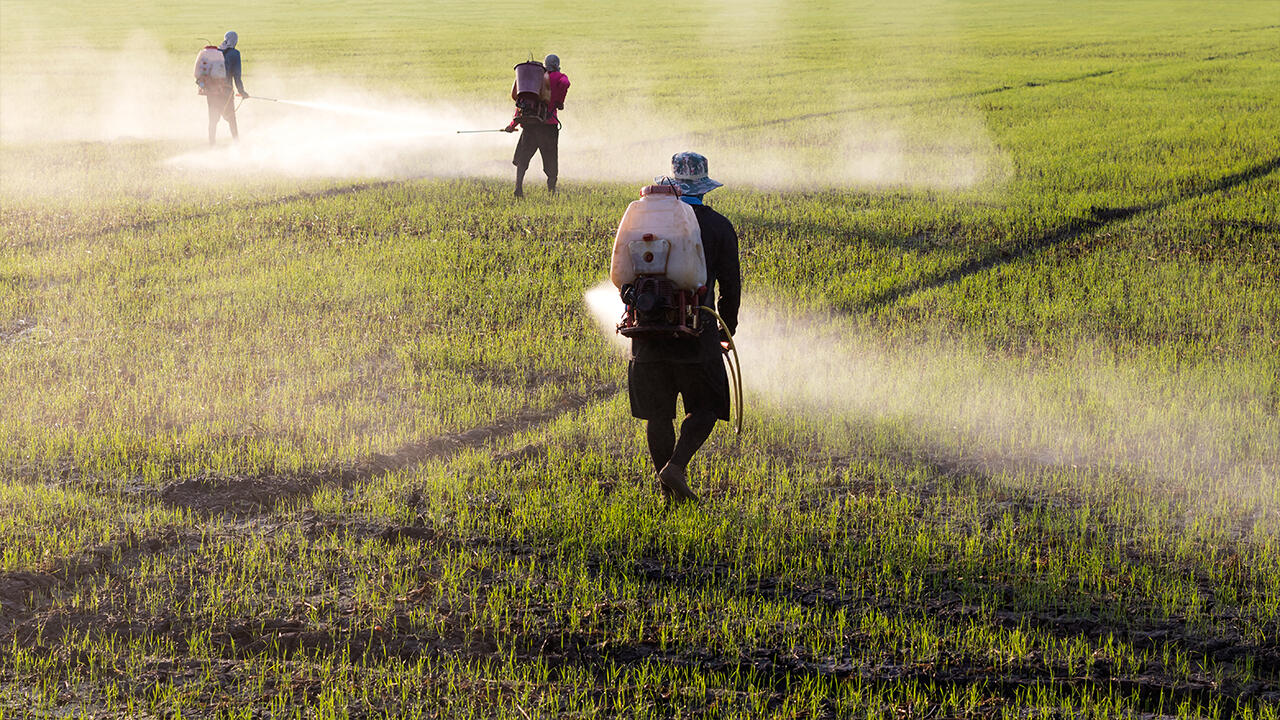 Pestizide gefährden insbesondere die Arbeiterinnen und Arbeiter auf den Feldern.