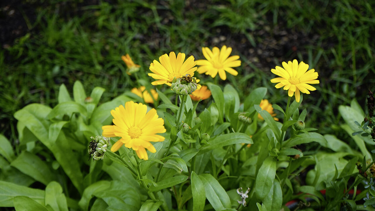 Die Acker-Ringelblume gehört in Hessen zu den bedrohten Pflanzenarten. 