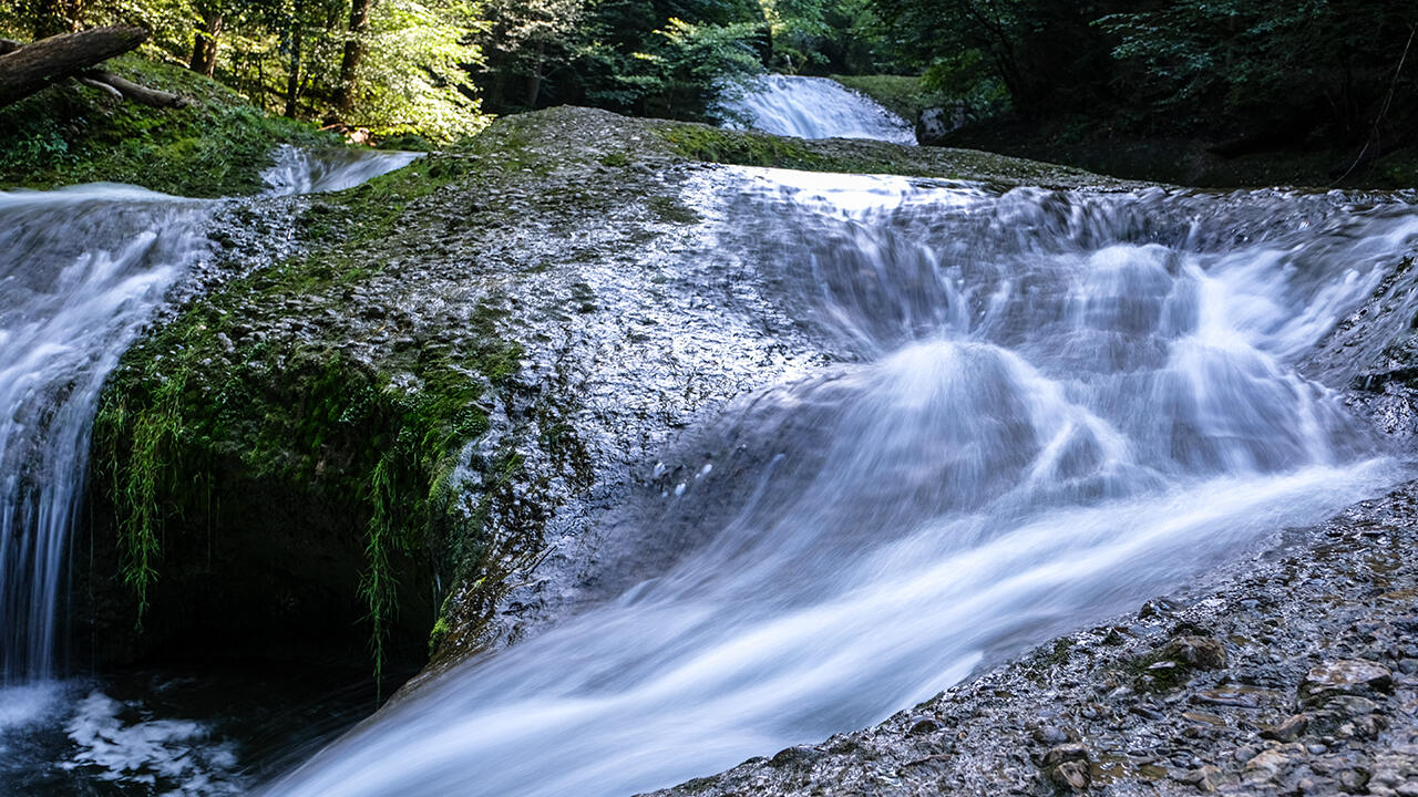 Im Naturschutzgebiet des Eistobel ist die Wasseramsel zu Hause.