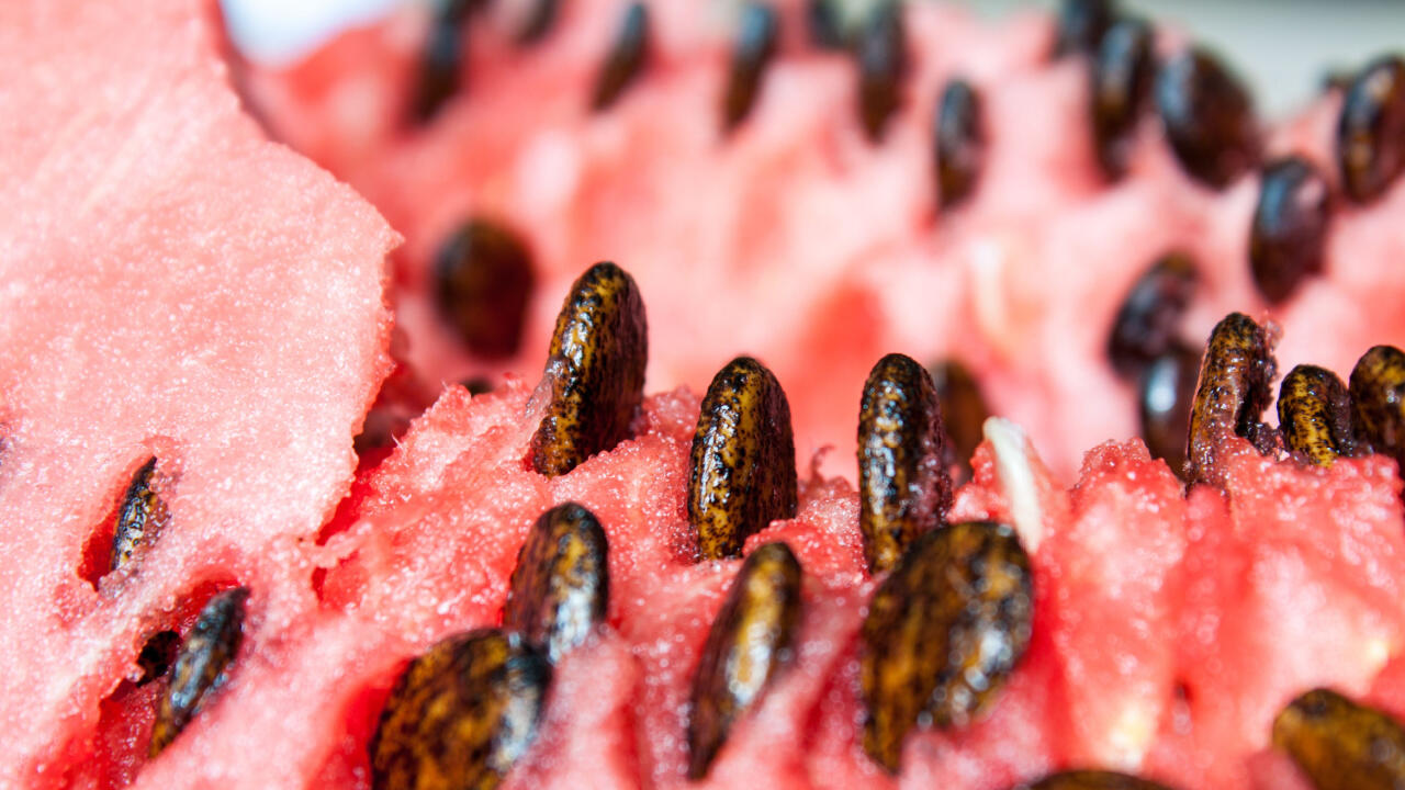 Wassermelonenkerne: In der Melone nicht schrecklich beliebt, einzeln aber gesund und bekömmlich.