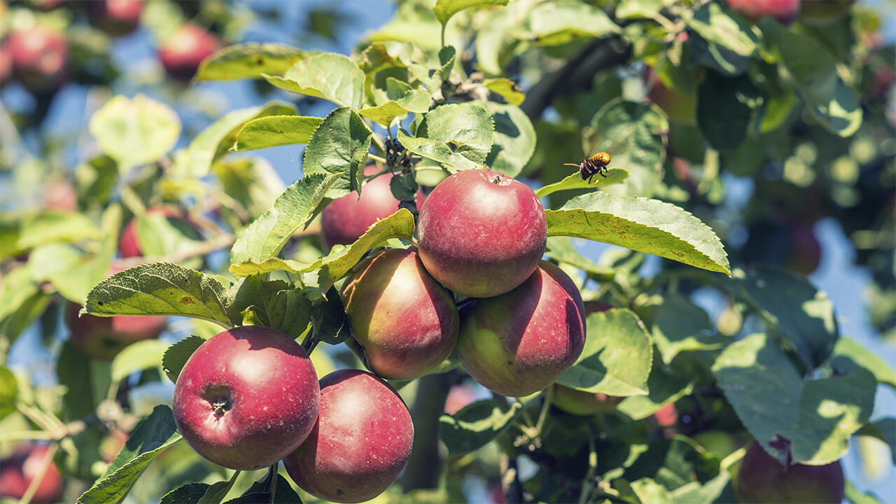 Jeder Deutsche ist pro Jahr etwa 100 Äpfel. Gut, dass das Obst in der Regel weniger stark mit Pestiziden belastet ist, als andere Obstsorten.