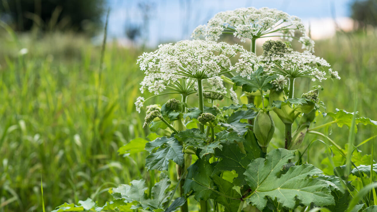 Die invasive Pflanzenart breitet sich im Südwesten aus.