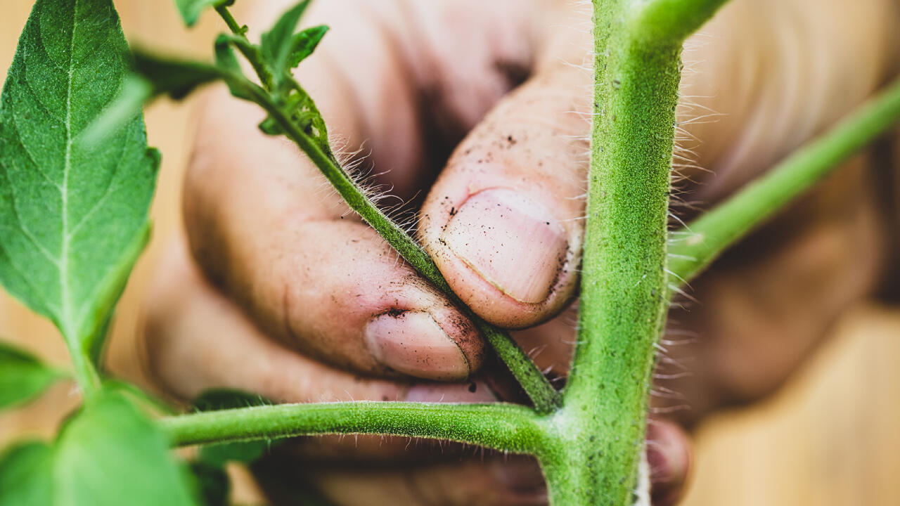 Beim Ausgeizen werden kleine Triebe entfernt – zum Beispiel mit dem Fingernagel.