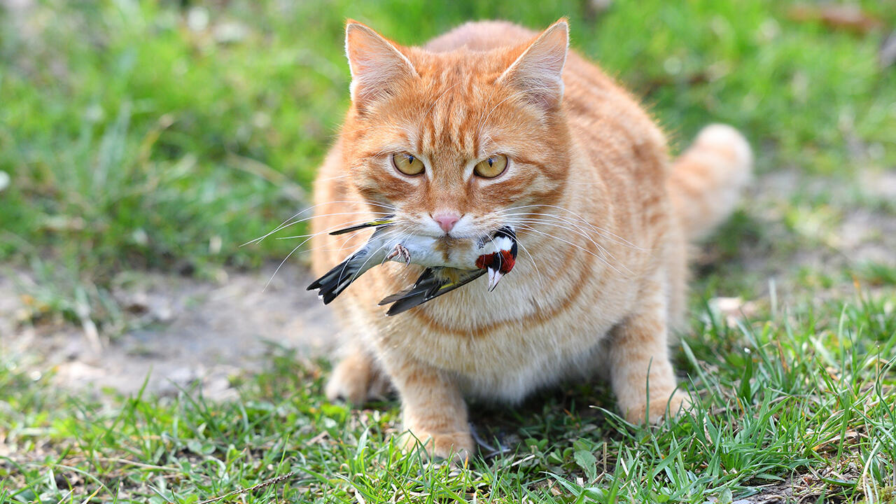 Katzen vertreiben kann Singvögel retten. Denn die Raubtiere sind mit für die schwindende Singvogel-Population verantwortlich.