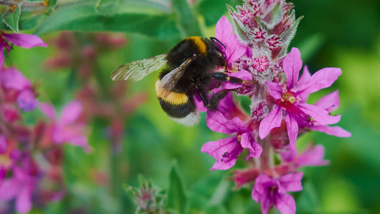 Der Blutweiderich ist eine wichtige Nahrungsquelle für Insekten.