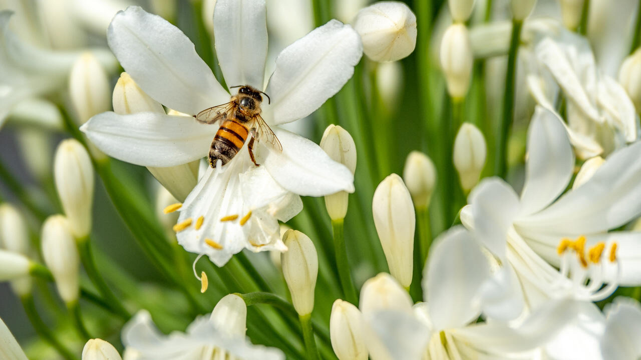 Madonnenlilien sind bienenfreundliche Pflanzen.