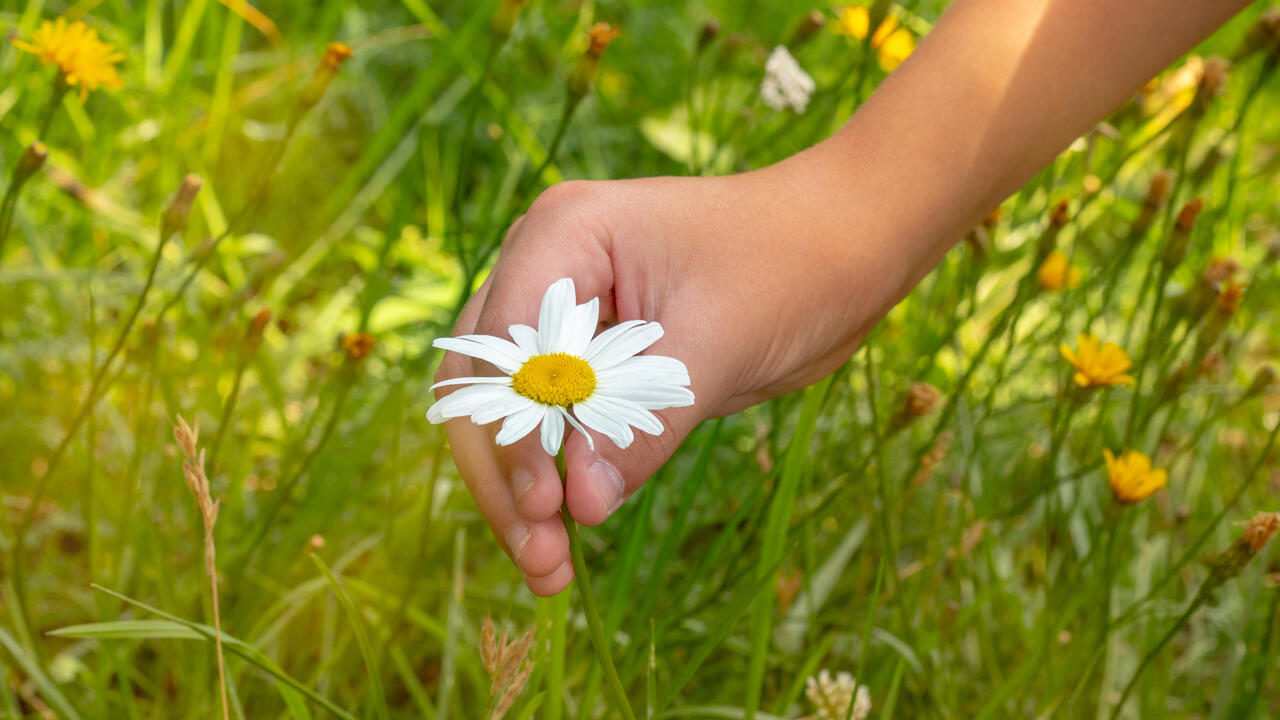 Blumen pflücken: Nur für den Eigenbedarf und unter bestimmten Bedingungen erlaubt.