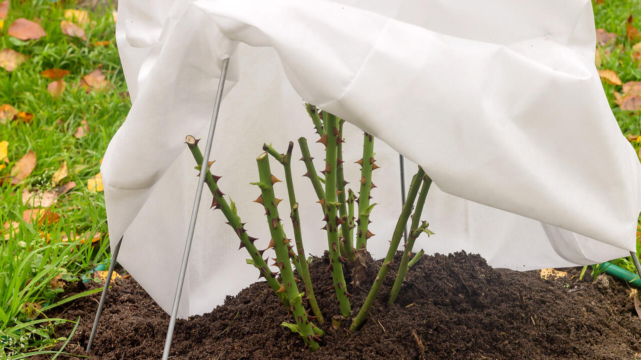 Sind Rosen von Rosenrost befallen, sollten sie gut zurückgeschnitten werden.