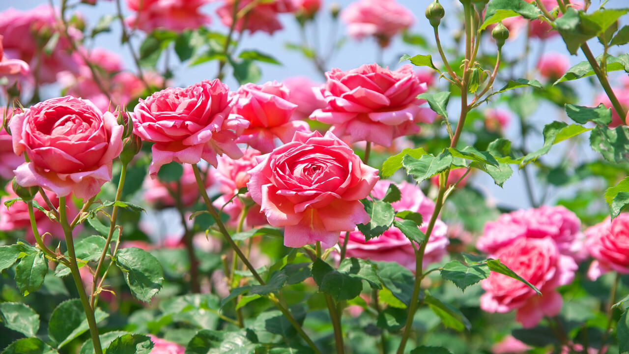 Wer sich jetzt im Herbst um die Rosen kümmert, wird im Sommer mit wunderschönen Blüten belohnt.