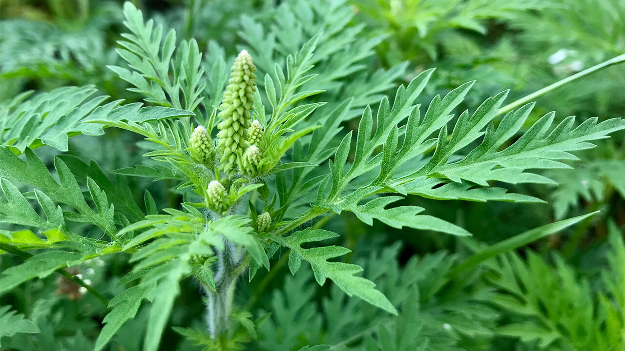 Ambrosia erkennen: Charakteristisch sind die Blätter und die Blüte in Traubenform.